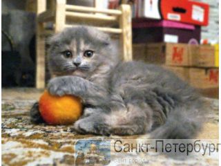    "Kot&cats" -