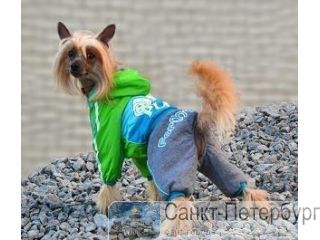  ForMyDogs      / .  -