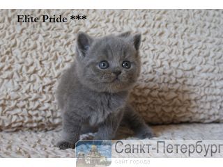     Elite Pride 