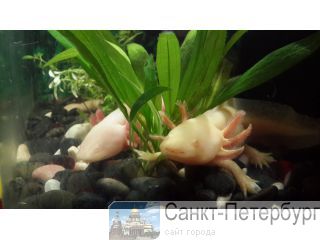 ( Ambystoma mexicanum)  -
