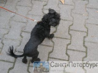    ,   -