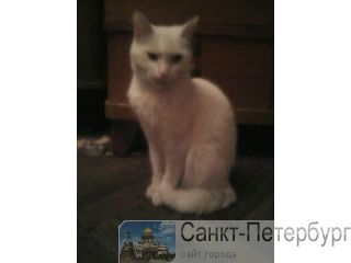 Помогите найти белую кошечку! Санкт-Петербург