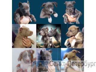 ����� ������� ������� ���� ������������� � ������� ������. �����-���������