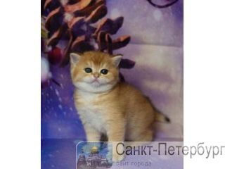 ���������� ������ ������ ������� ��������. ������. �����-���������