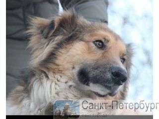 ����� ������� ��������� �����-���������