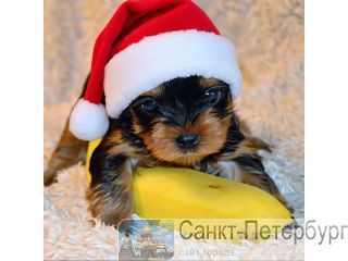 ������� ������������ ������� �����-���������