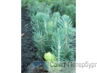 ������, ������� ������� �������� �� ��������� �����-���������