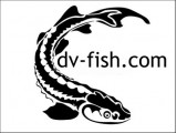  dv-fish
